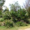 Giardino con palme e piante verdi.