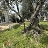 Grande albero di ulivo vicino a una veranda.