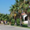 Persone camminano lungo un viale costeggiato da palme e segnali stradali.