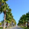Una strada fiancheggiata da alte palme sotto un cielo azzurro.