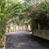 Strada asfaltata circondata da palme e cespugli.