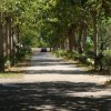 Viale alberato con auto in lontananza.