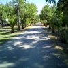 Un viale alberato con palme e lampioni, ombreggiato da alberi verdi.