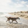 Cane cammina nell'acqua vicino alla spiaggia con ombrelloni sullo sfondo.