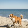 Cane marrone con una palla sulla spiaggia, vicino al mare.