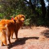 Un cane marrone al guinzaglio in un sentiero alberato e soleggiato.