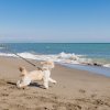 Un piccolo cane al guinzaglio corre su una spiaggia di fronte al mare.