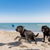 Due cani neri giocano sulla spiaggia con una palla blu vicino al mare.