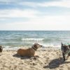 Tre cani sulla spiaggia di fronte al mare, sotto un cielo limpido.