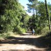 Un sentiero sterrato in un bosco verde, una persona corre lungo il percorso.