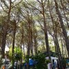 Una pineta densa con tende e un camper, immerse nella luce naturale.