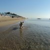 Cane corre lungo la riva del mare.