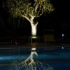 Un albero illuminato si riflette nell'acqua di una piscina di notte.